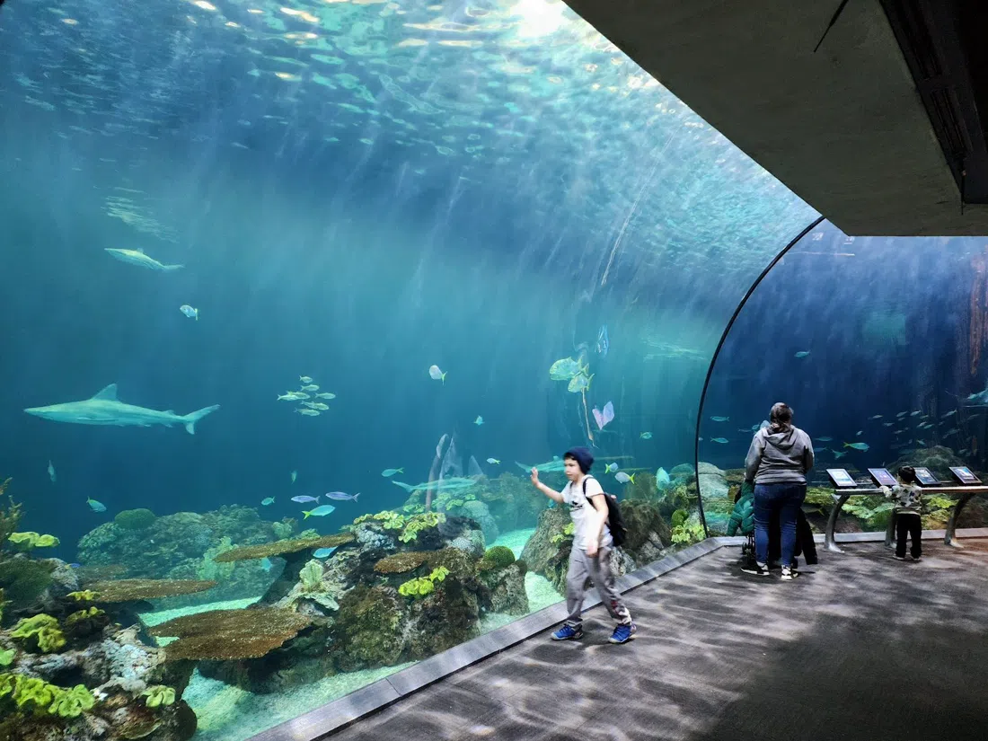 Shedd Aquarium, Chicago