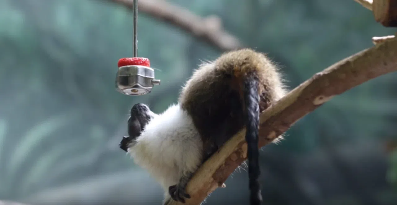 How Lincoln Park Zoo Became Chicago's Free Backyard